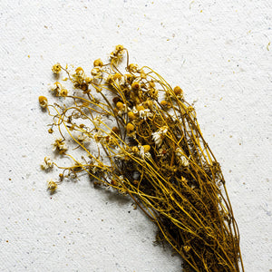 Chamomile