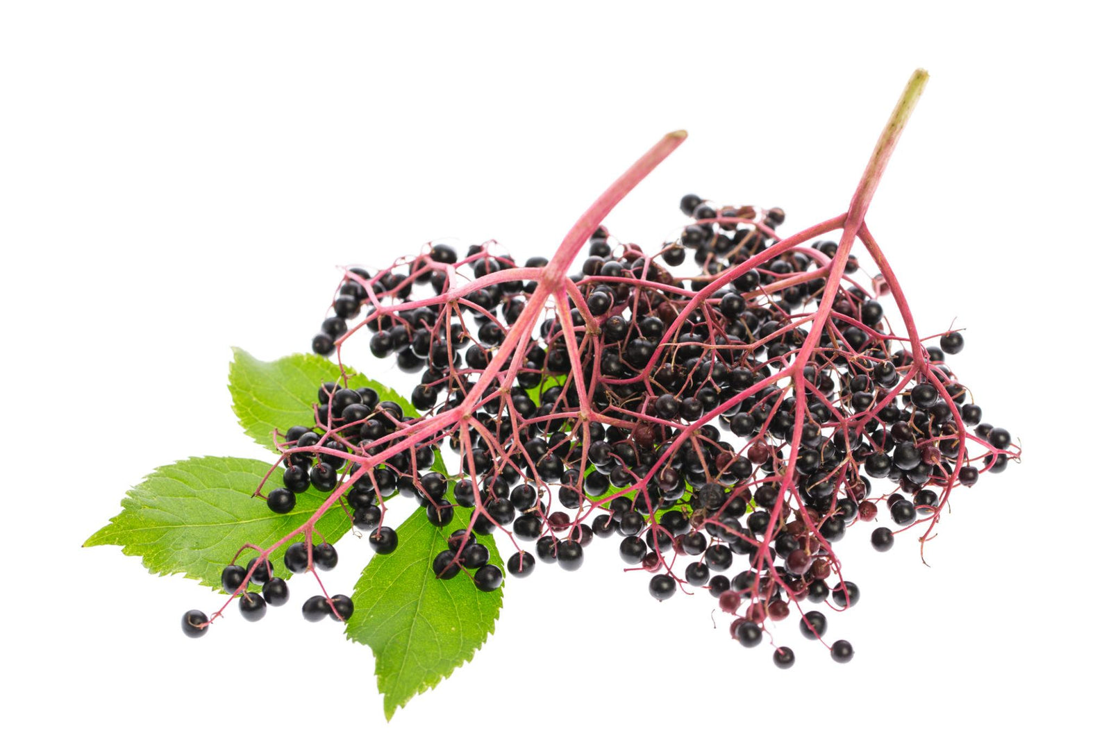 Elderberry