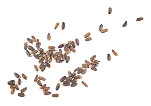 Milk Thistle Seed