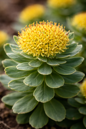 Rhodiola Root