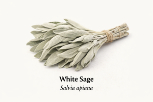 Sage Leaf