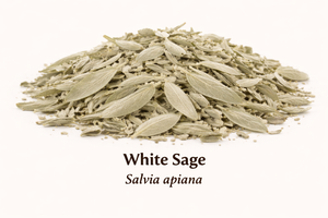Sage Leaf